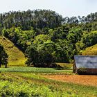 Campos de Pinar del Río