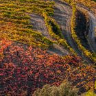 Campos de Porrera