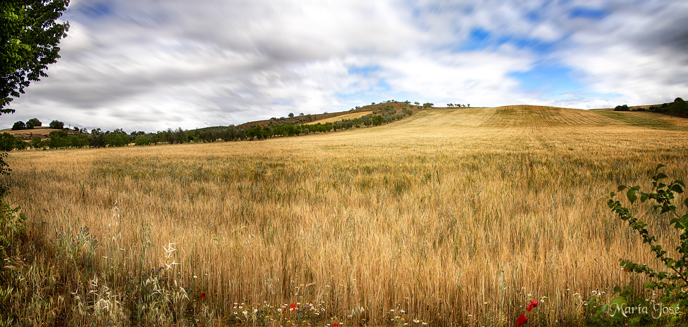 Campos de Toledo