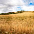 Campos de Toledo