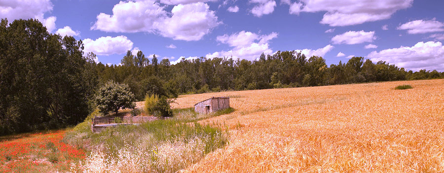 Campos de Trigo