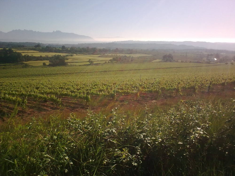 CAMPOS DE VIÑAS