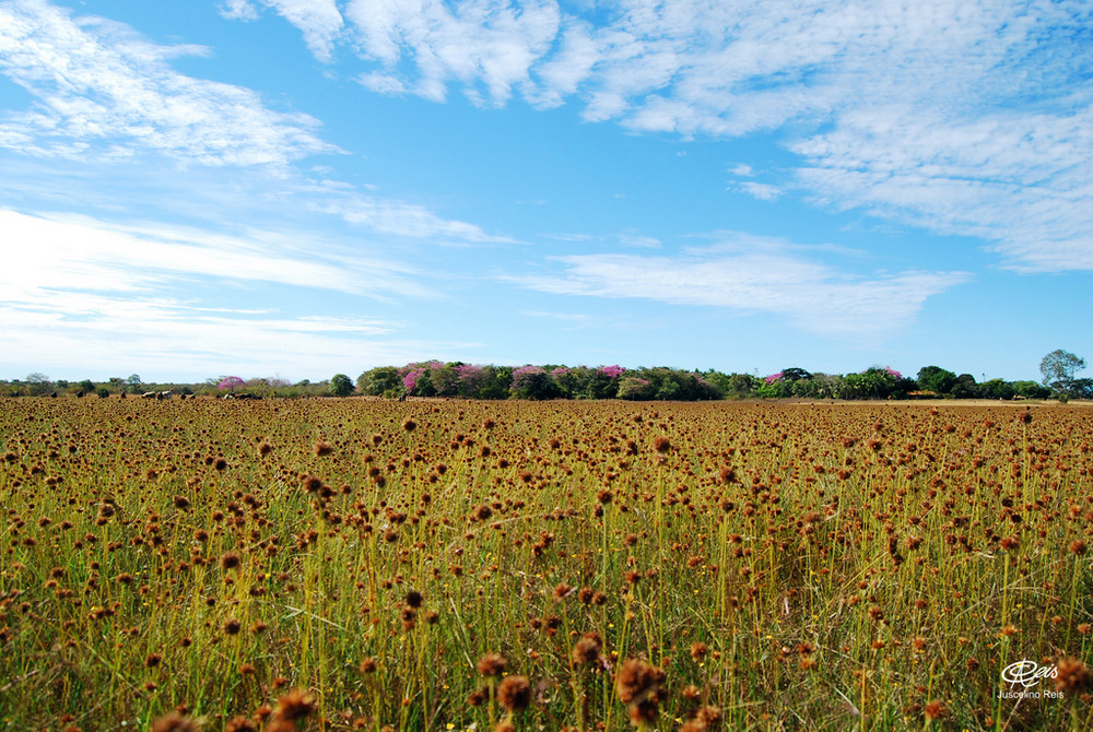 Campos em Campo Maior - Piauí - Brasil