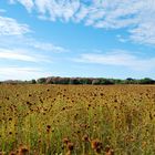 Campos em Campo Maior - Piauí - Brasil