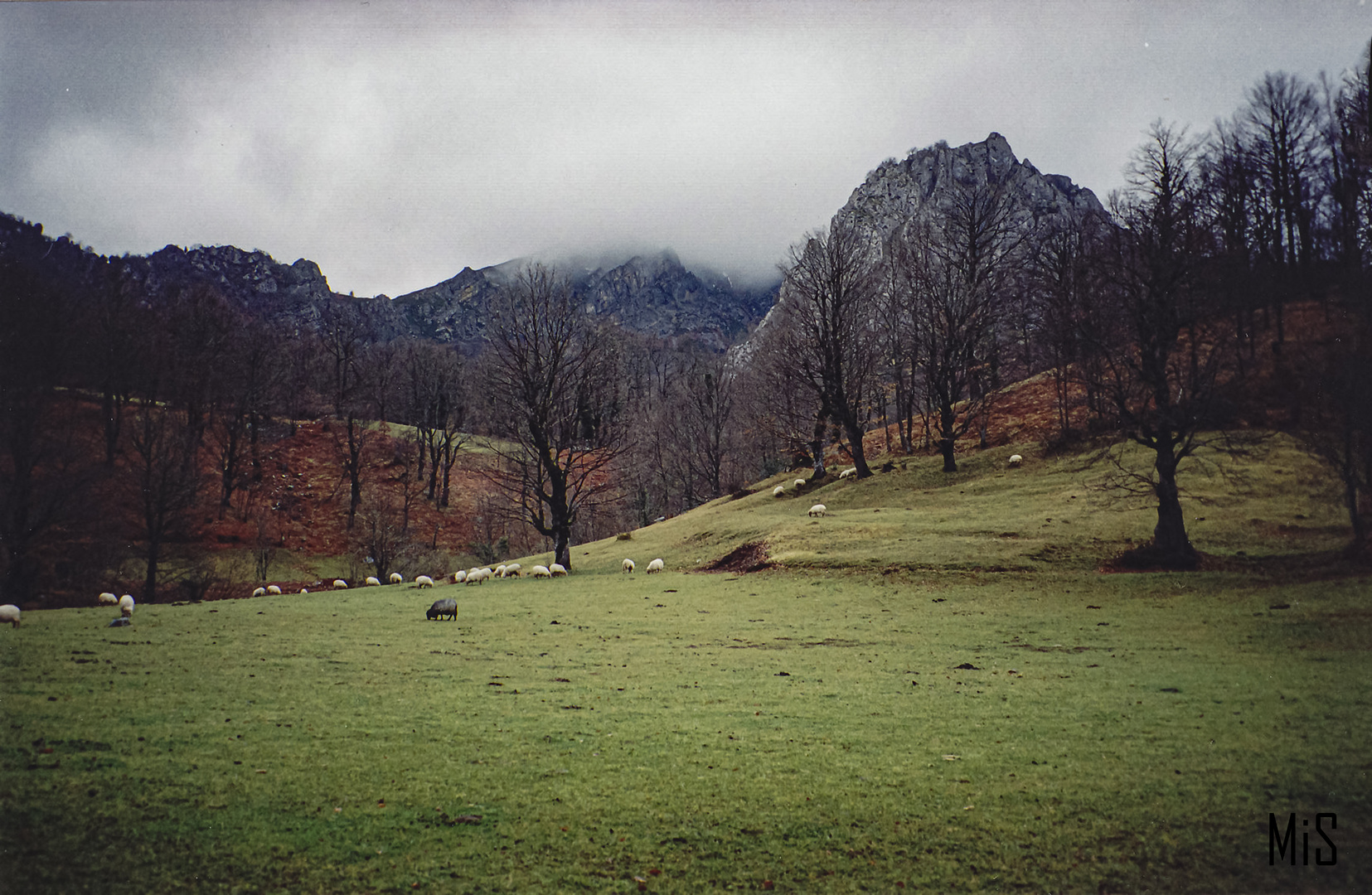 Campos en Asturias