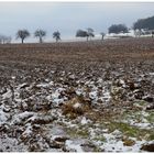 campos, un poco cubiertos de nieve (etwas verschneite Felder)