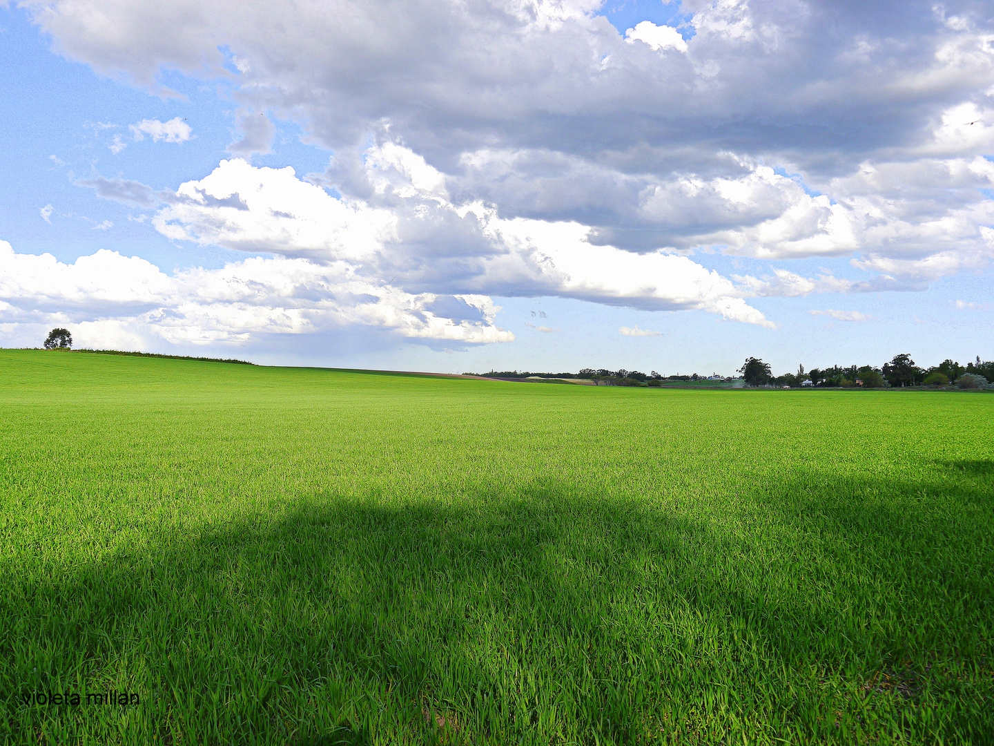 CAMPOS VERDES