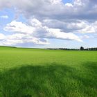 CAMPOS VERDES