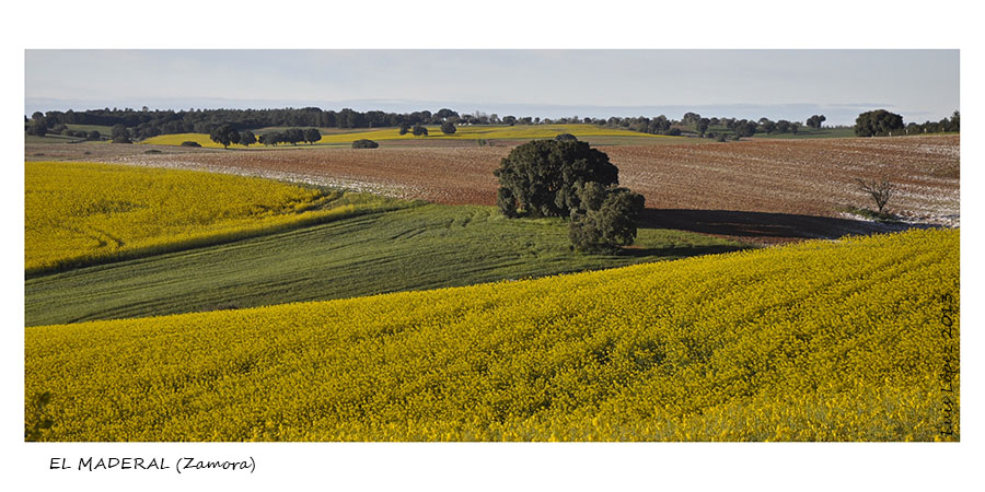 CAMPOS ZAMORANOS