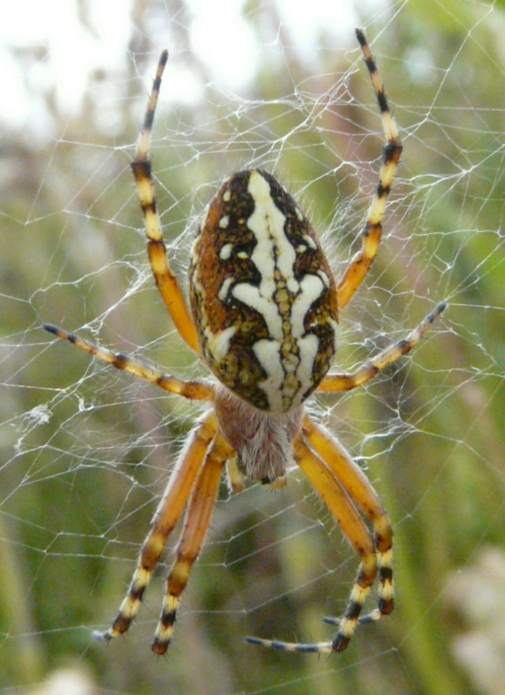 Camprodon (Pyrénées catalanes), été 2009