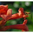 Campsis radicans