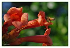 Campsis radicans