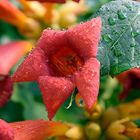 campsis radicans madame galen