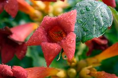 campsis radicans madame galen