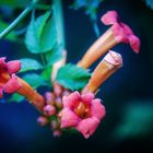 Campsis radicans 'Stromboli'