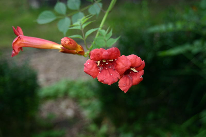 Campsis radikans (Trompetenblume)