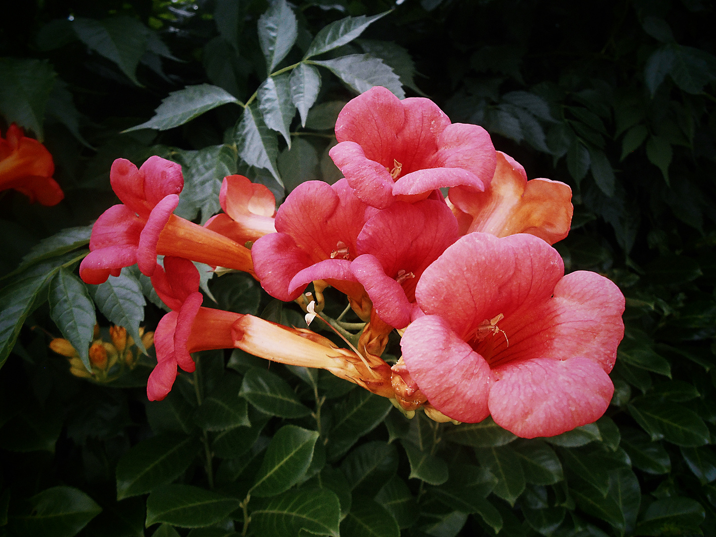 Campsis x tagliabuana ’Mme. Galen’