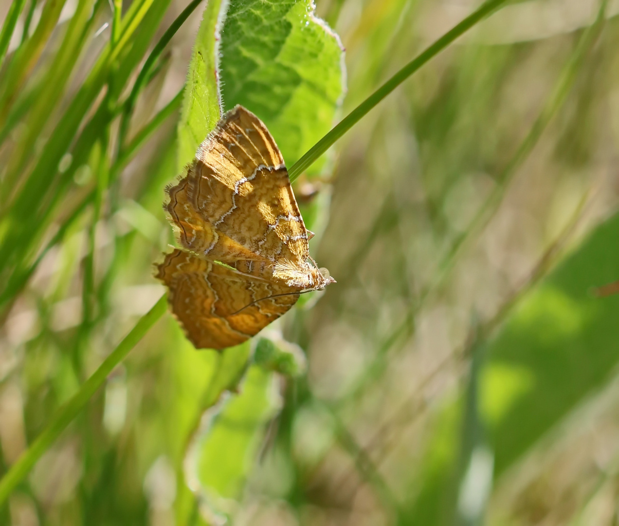 Camptogramma bilineata