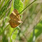 Camptogramma bilineata