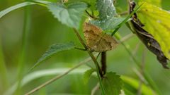 Camptogramma bilineata