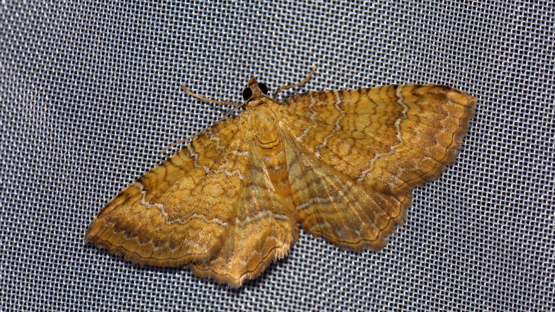 Camptogramma bilineata