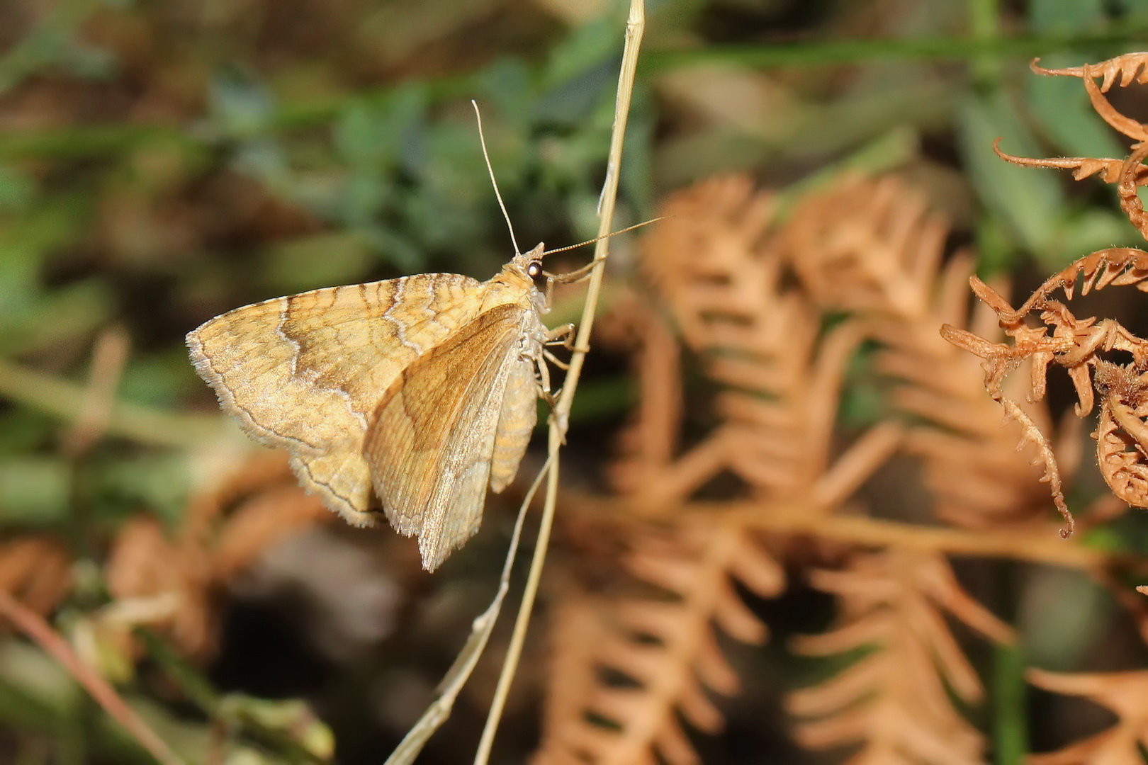 Camptogramma bilineata