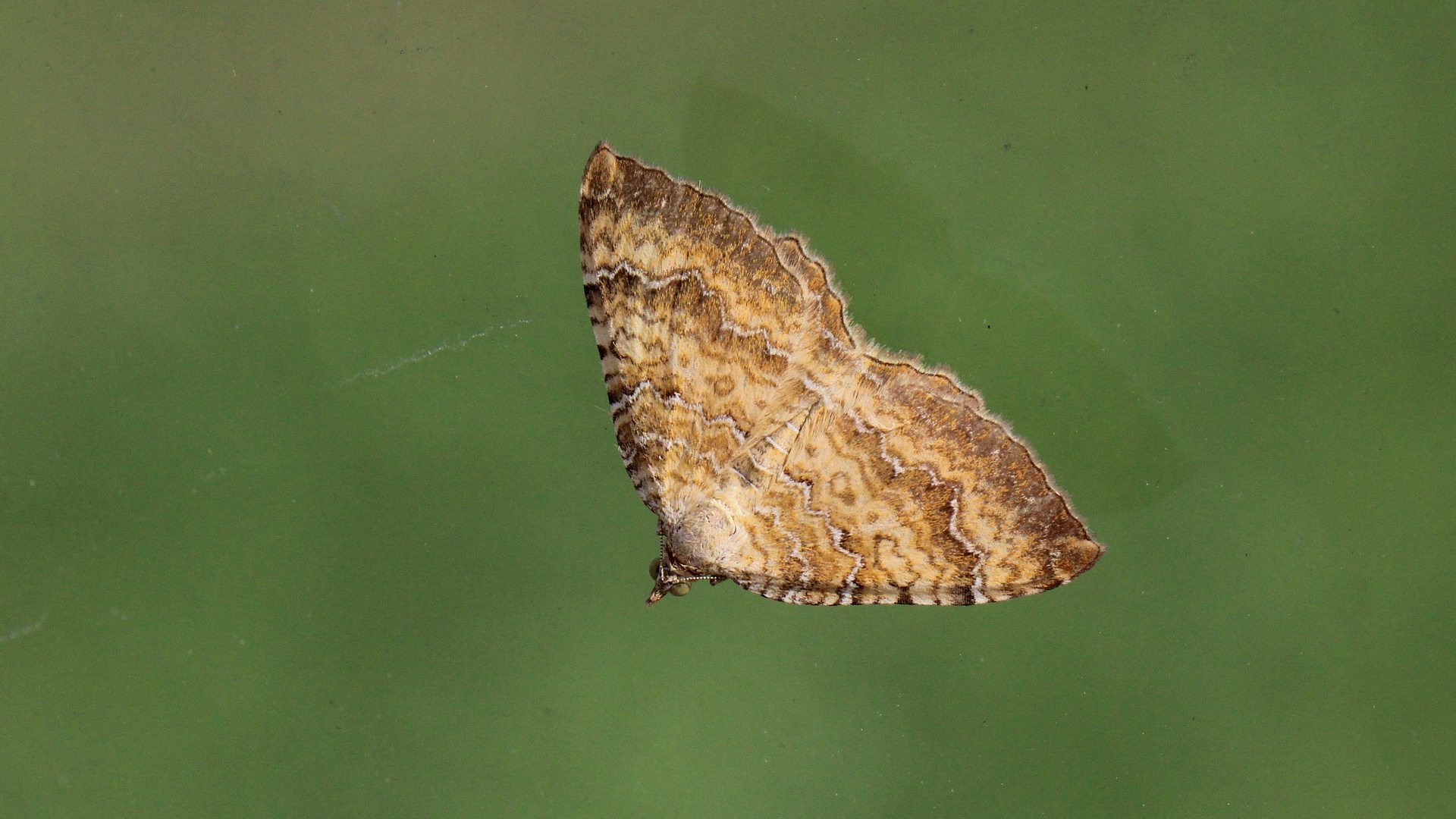 Camptogramma bilineata