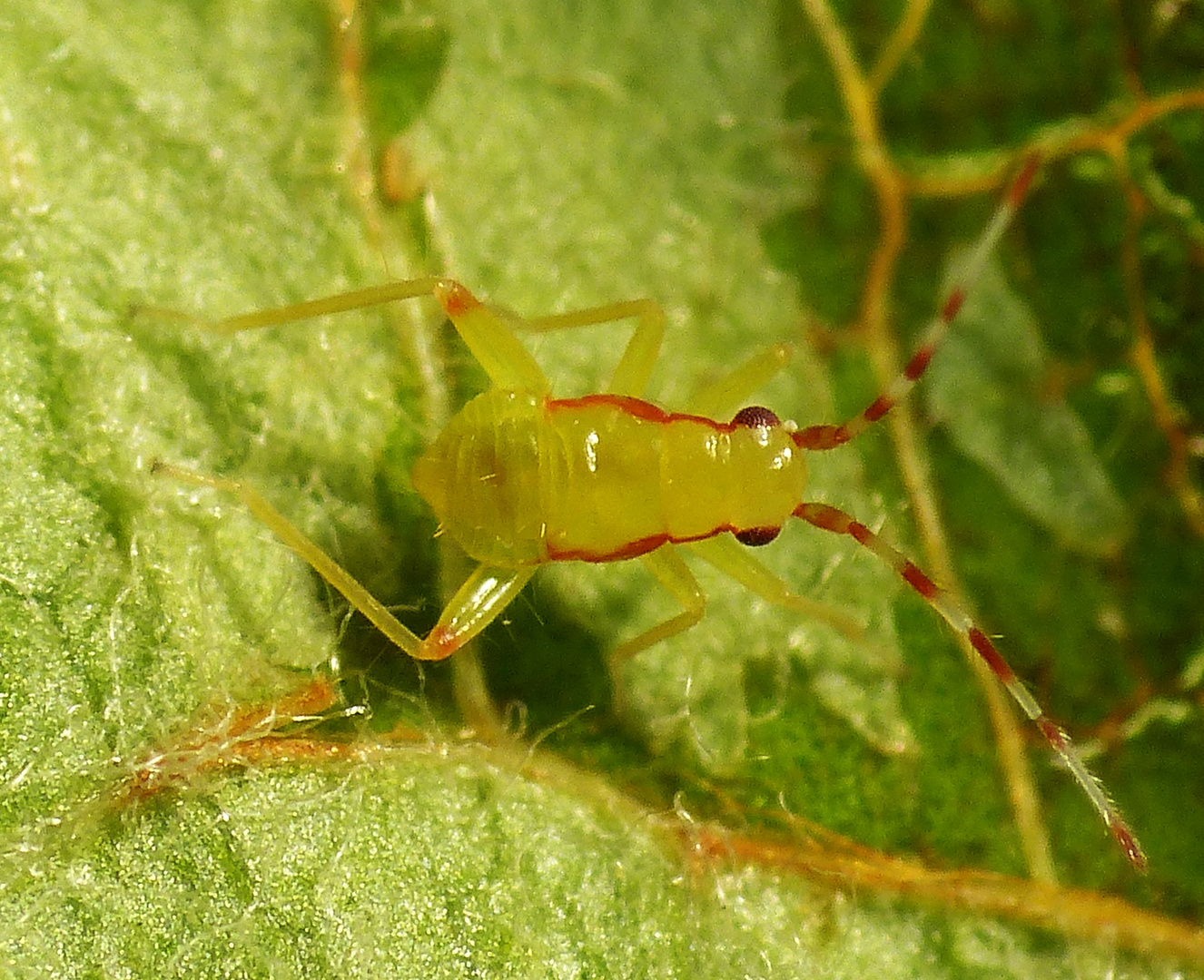 Campyloneura virgula - eine frühe Nymphe (L3 Larvenstadium)