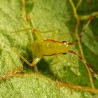 Campyloneura virgula - eine frühe Nymphe (L3 Larvenstadium)