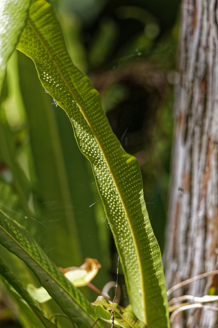 Campyloneurum tenuipes