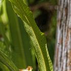 Campyloneurum tenuipes