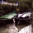 Camufladas en la orilla