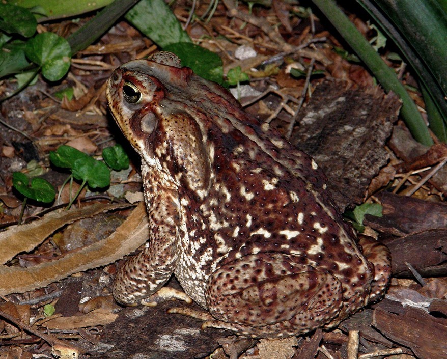 Camuflado en la noche.