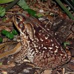 Camuflado en la noche.