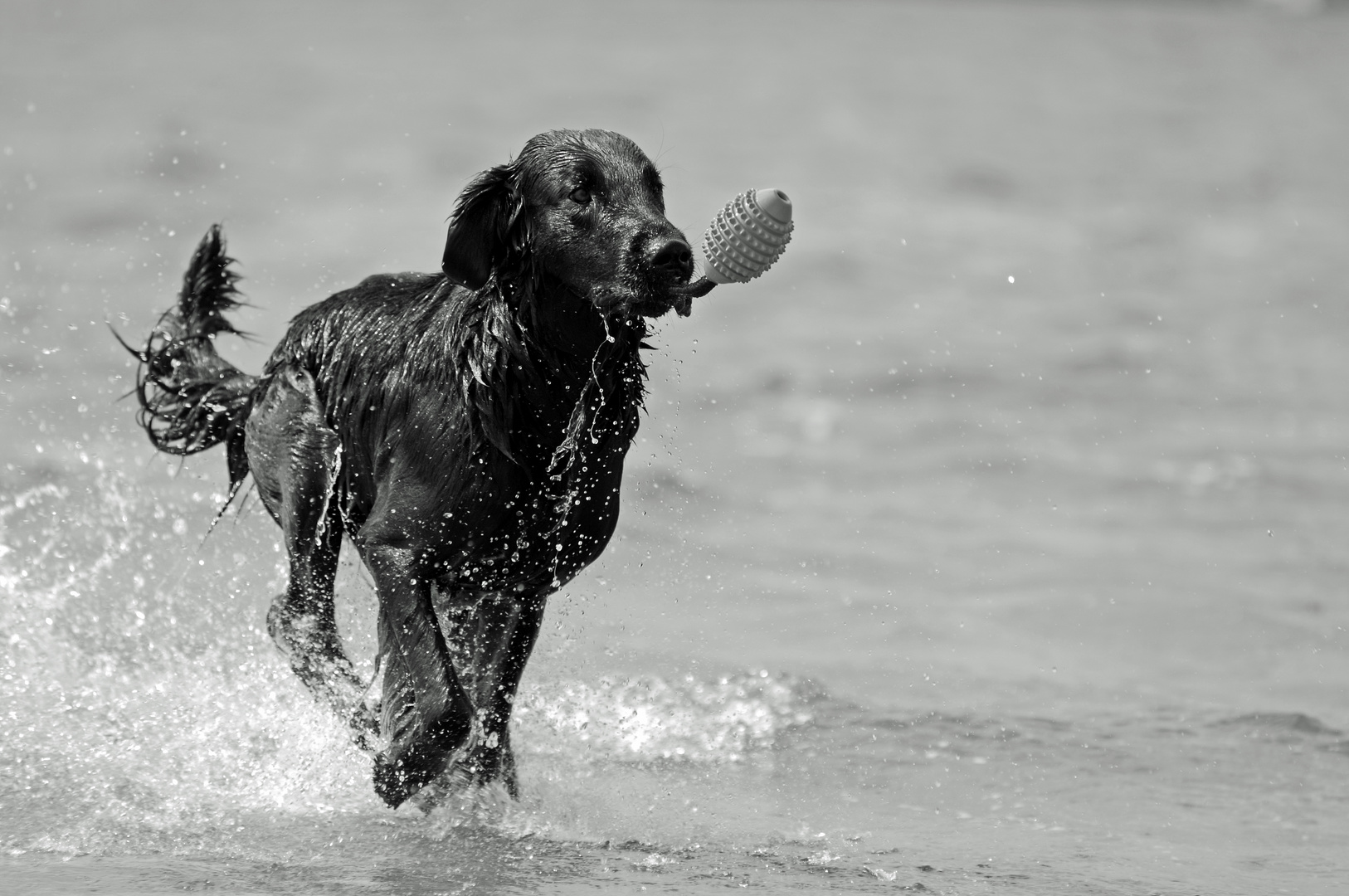 Camus am Elbstrand