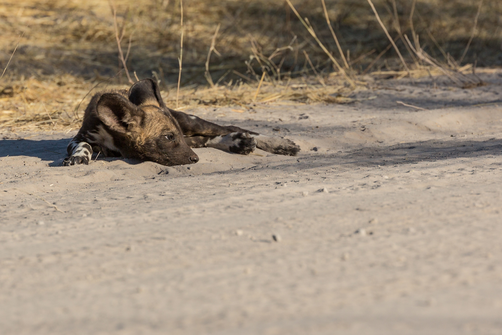 Can a Wild Dog be bored?