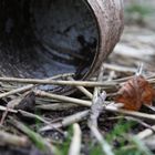 Can in the hay