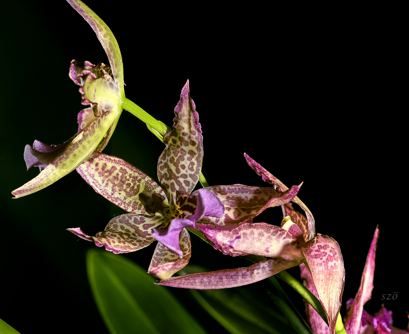 Can Marisoi Orchid 4