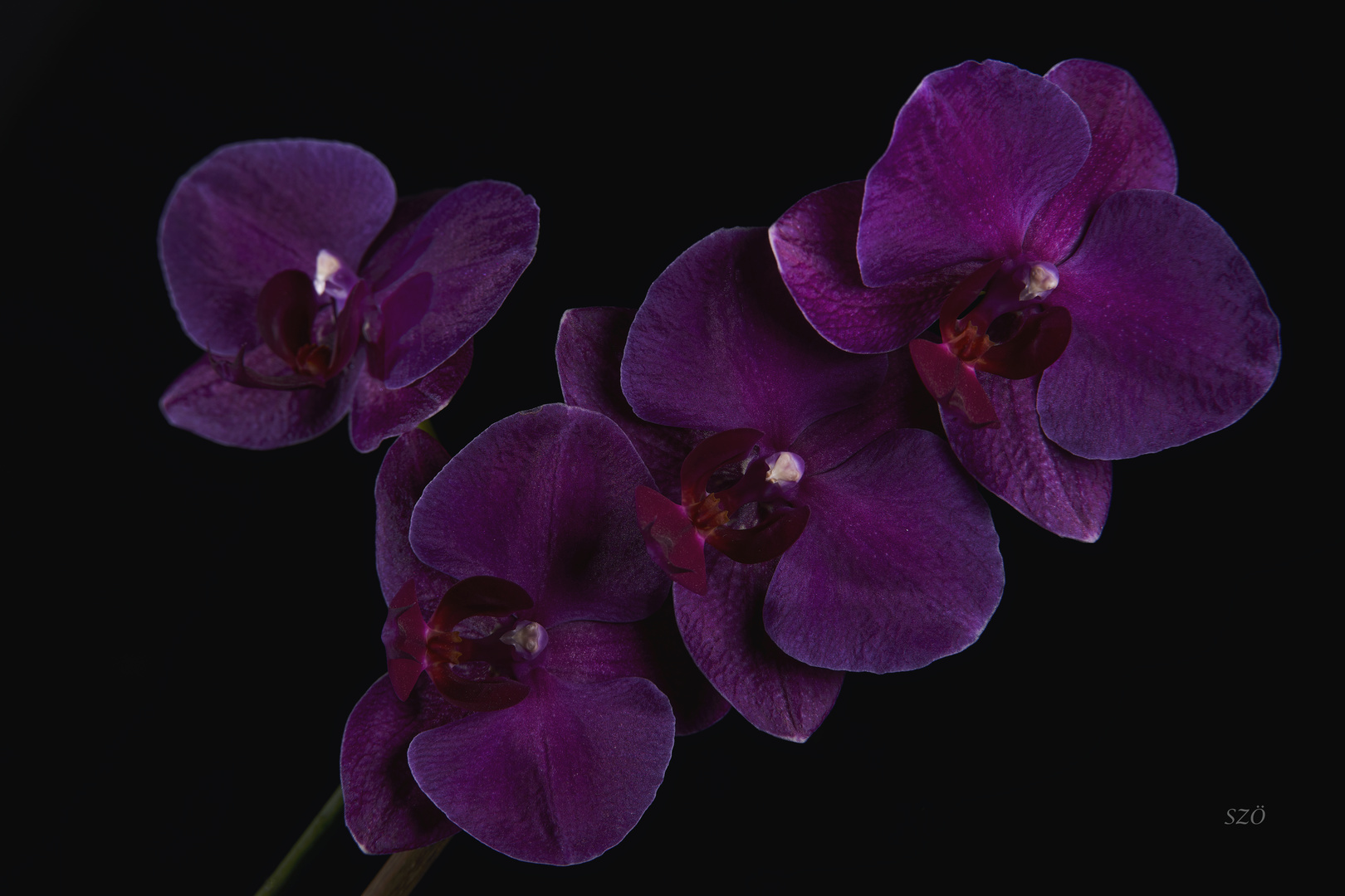 Can Marisol Orchids 8