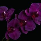 Can Marisol Orchids 8