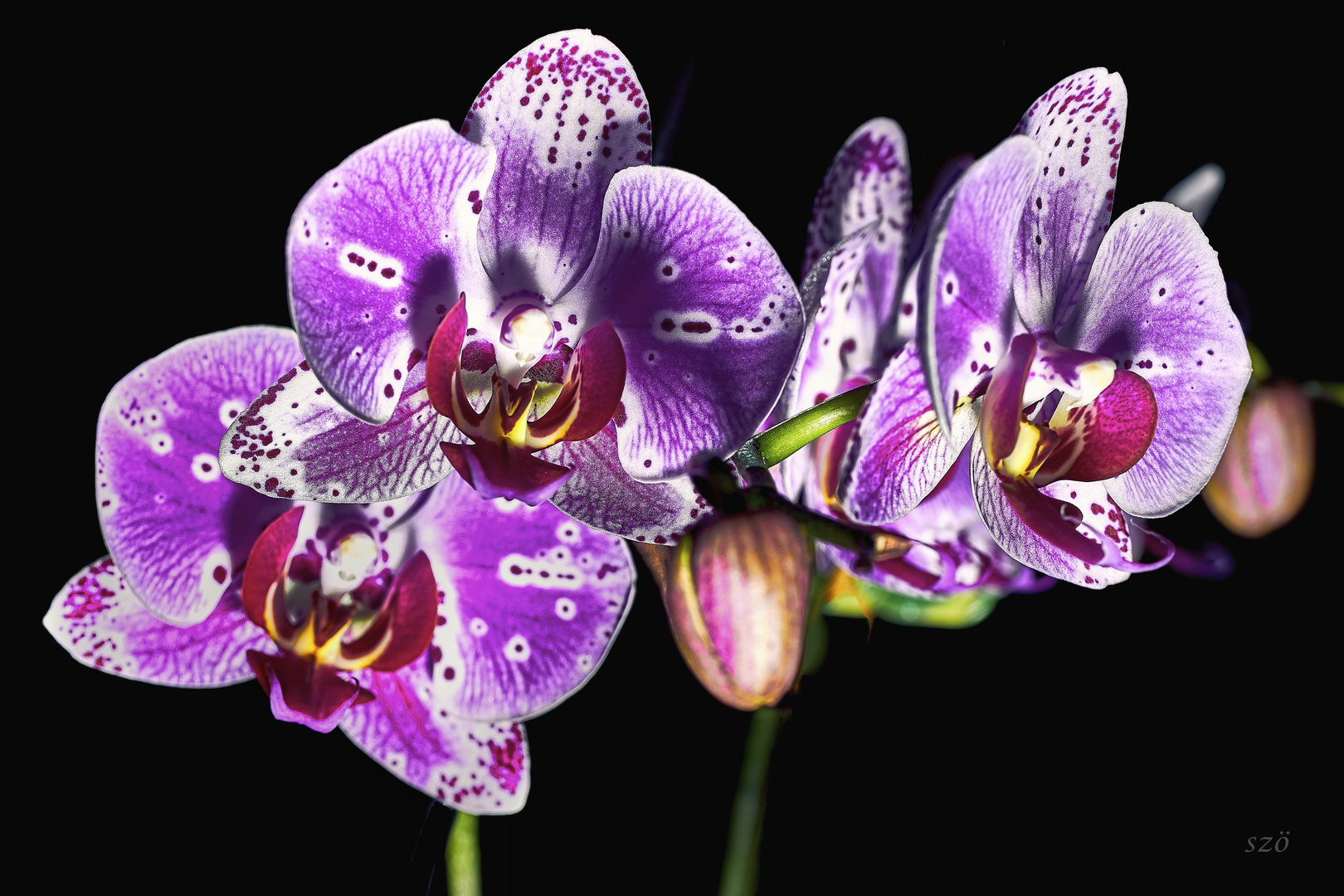 Can Marisol Orquídea 5
