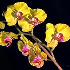 Can Marisol Orquídeas 6