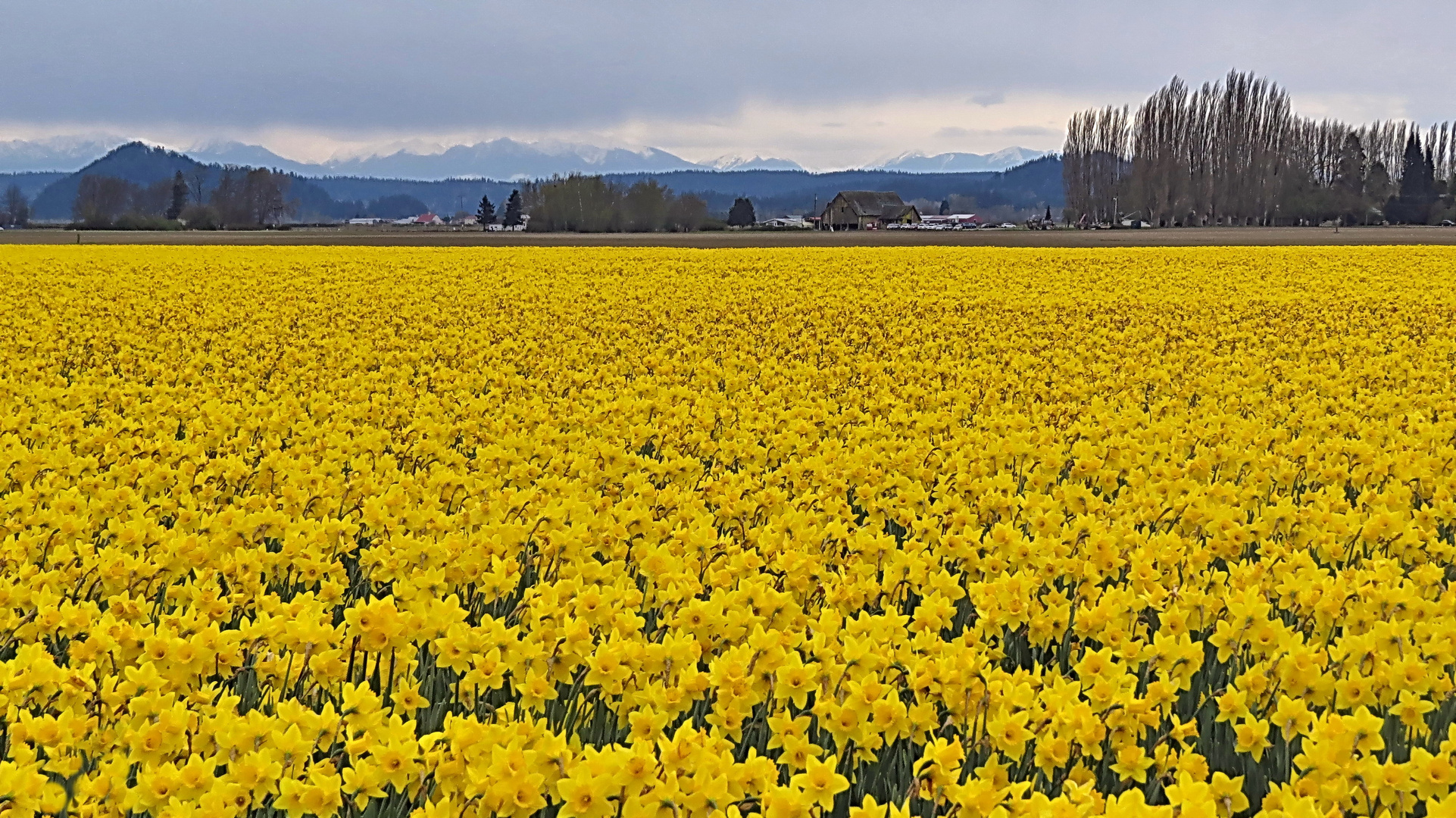 Can You Count the Daffodils 