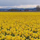 Can You Count the Daffodils 