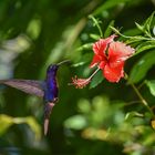 Can you hear the hum of the hummingbird?