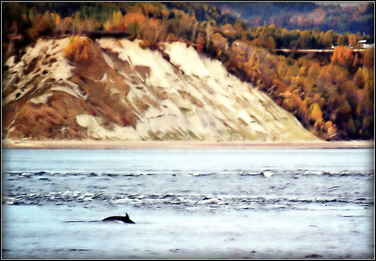 CANADA - 14 -  la baleine en " flou artistique " Scan d'argentique 