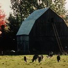 Canada (1991-1993), Ontario Farm