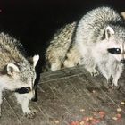 Canada (1991-1993), Racoons