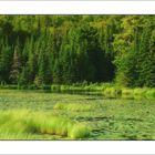 CANADA - Algonquin Park