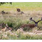 Canada Caribou Family